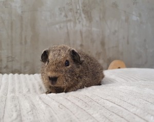 Us Teddy  / Hiacynt 