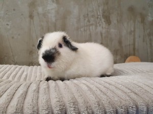 Us Teddy / Inblanko