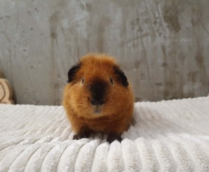 Us Teddy / Ibuprofen 