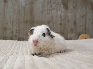 Us Teddy / Wiskoza  