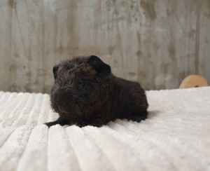 Us Teddy / Ambrozja 