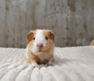 Us Teddy / Cekinka  