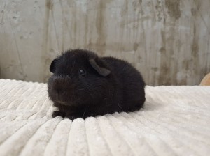 Us Teddy  / Rukola 