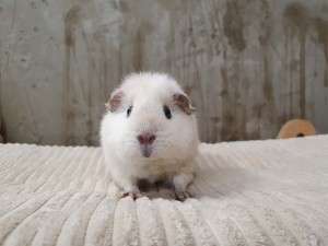 Rezerwacja  / Luna / P. Aleksandra 
