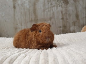 Us Teddy / Felek 